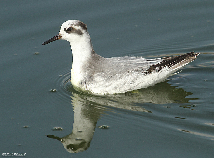   Red Phalarope   Phalaropus fulicarius   Maagan Michael ,Lior Kislev 05-03-12           